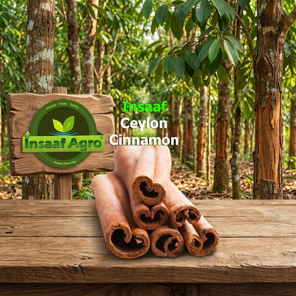 Srilankan Cinnamon | Ceylon Cinnamon | Rolled Cinnamon | শ্রীলংকান দারুচিনি | Srilanka Daruchini